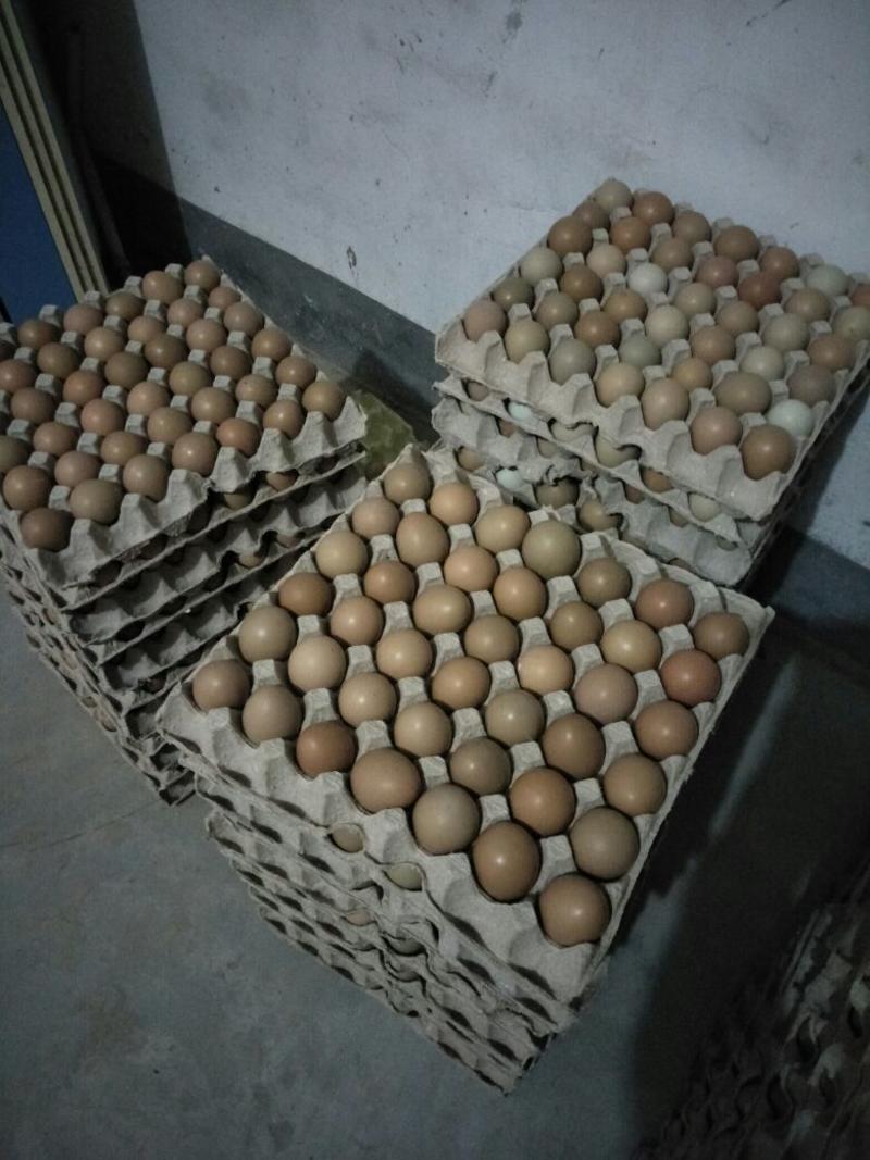 新鲜七彩野鸡蛋小鸡蛋比一般的鸡蛋小但是营养不少