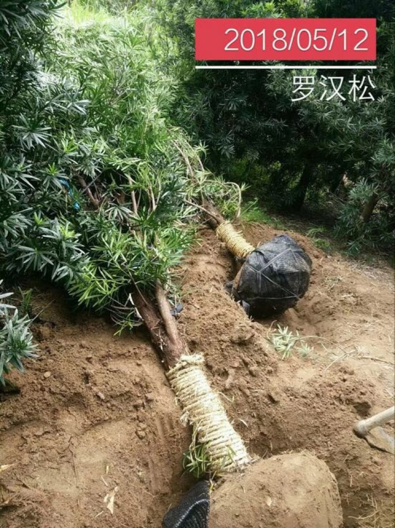 罗汉松10~12cm20cm以上3.5~4米