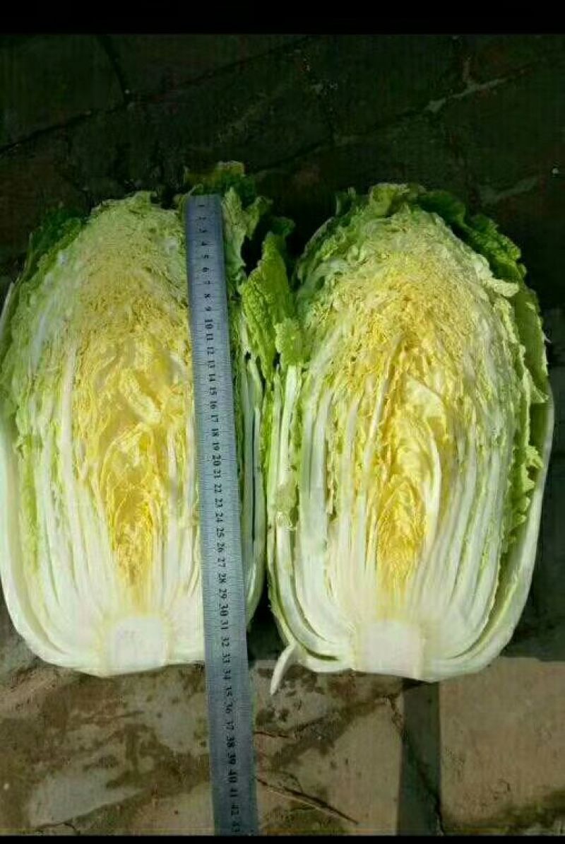 黄心大白菜4~6斤