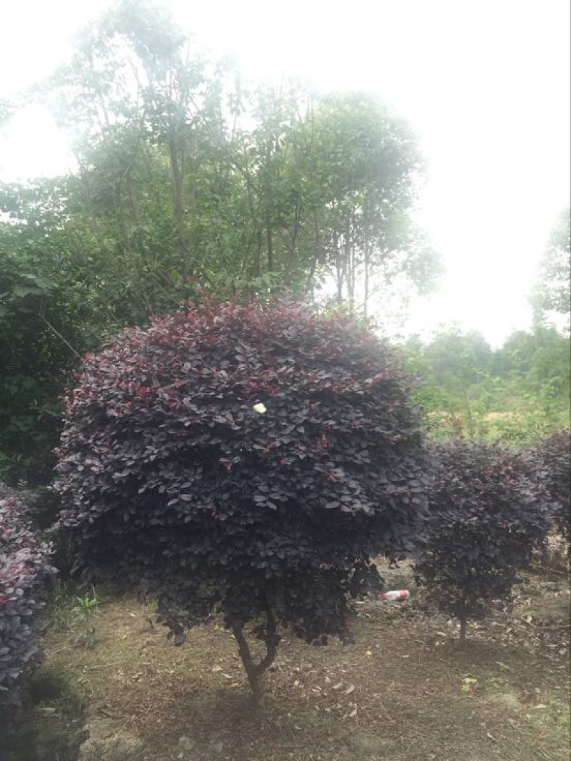 红花继木球80cm以上