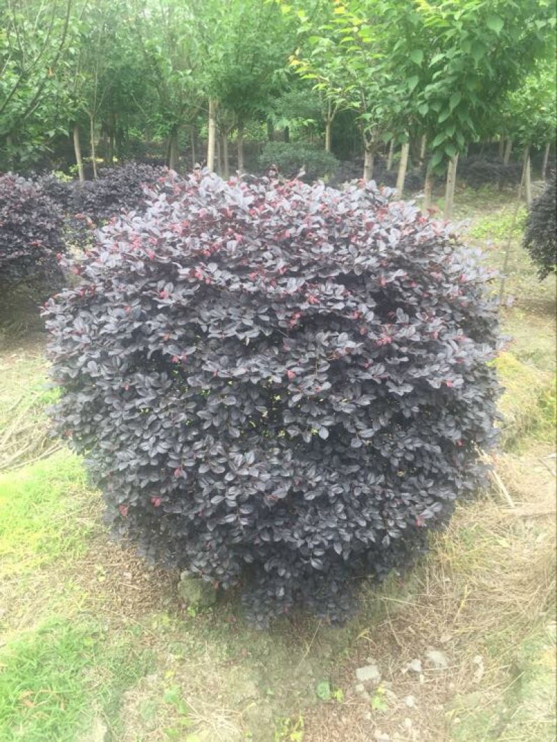 红花继木球80cm以上