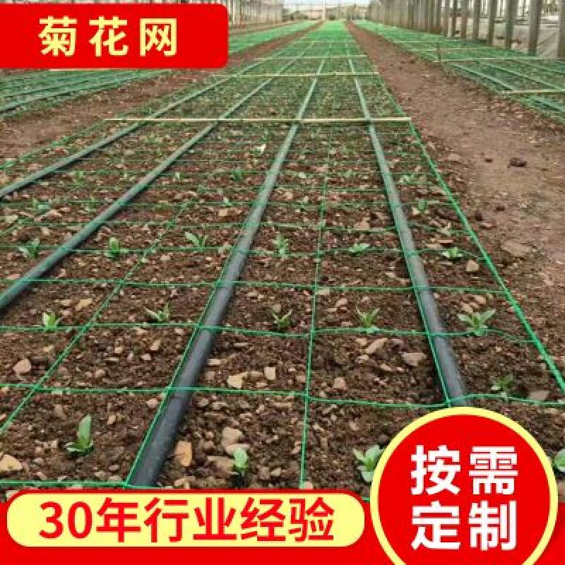 江苏宿迁沭菊花网爬藤网大量供应价格便宜欢迎咨询下单
