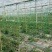 江苏宿迁沭菊花网爬藤网大量供应价格便宜欢迎咨询下单