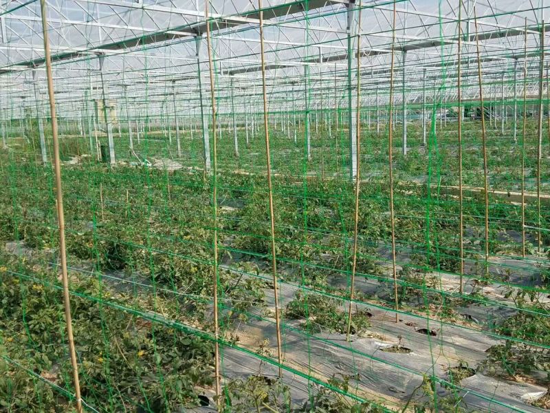 江苏宿迁沭菊花网爬藤网大量供应价格便宜欢迎咨询下单