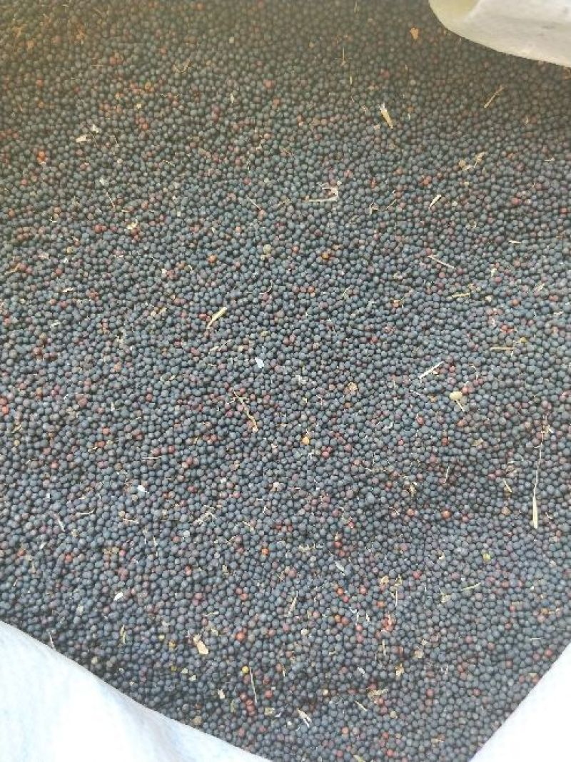 甘蓝型油菜籽1级