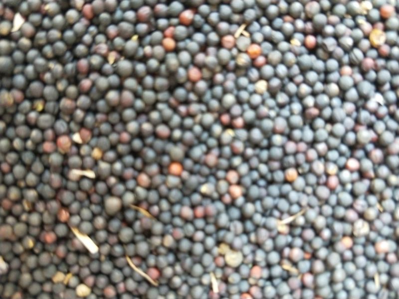甘蓝型油菜籽1级