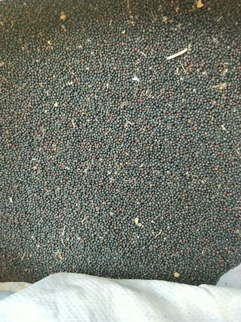 甘蓝型油菜籽1级