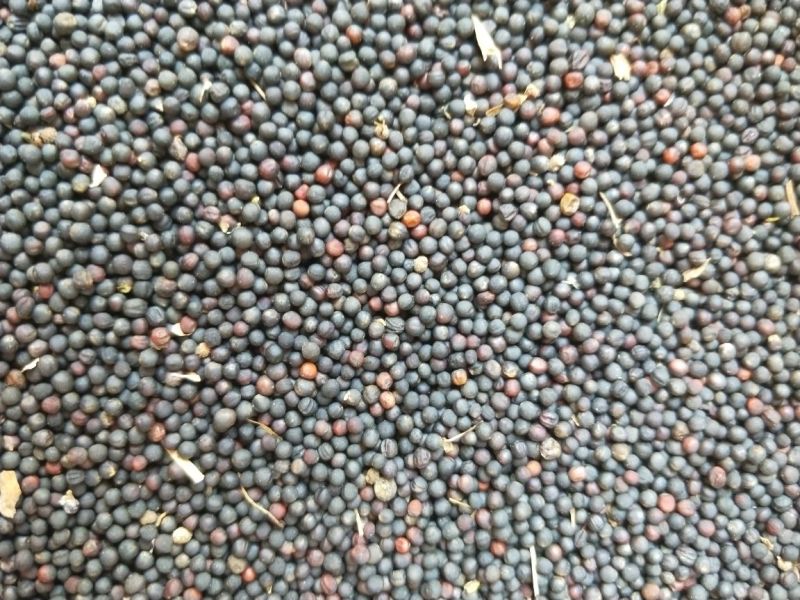 甘蓝型油菜籽1级
