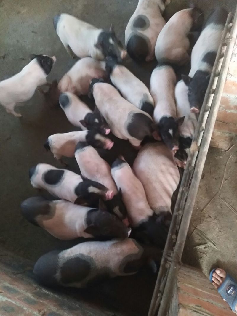 出售生态巴马香猪