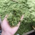 出售生态巴马香猪