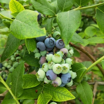 蓝莓