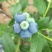 蓝莓