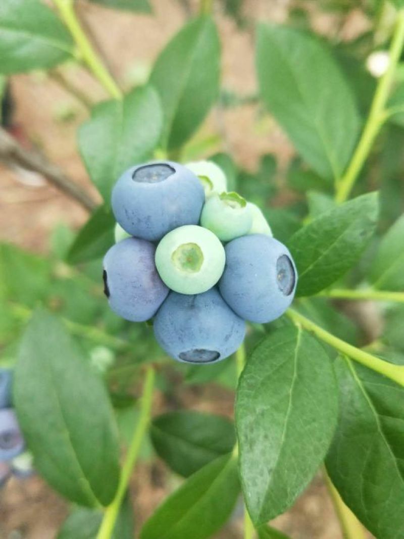 蓝莓
