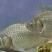 湘云鲫，低价5.8元。朋友委托急卖。
