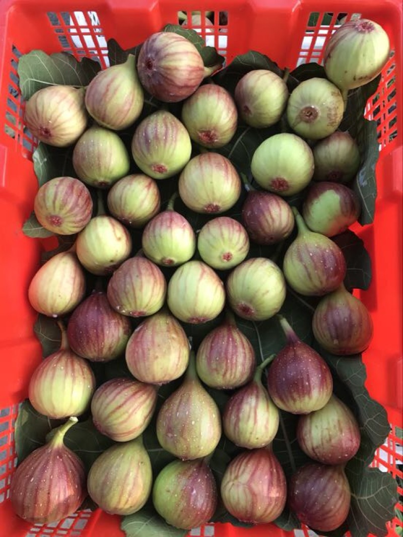 波姬红无花果70~80g