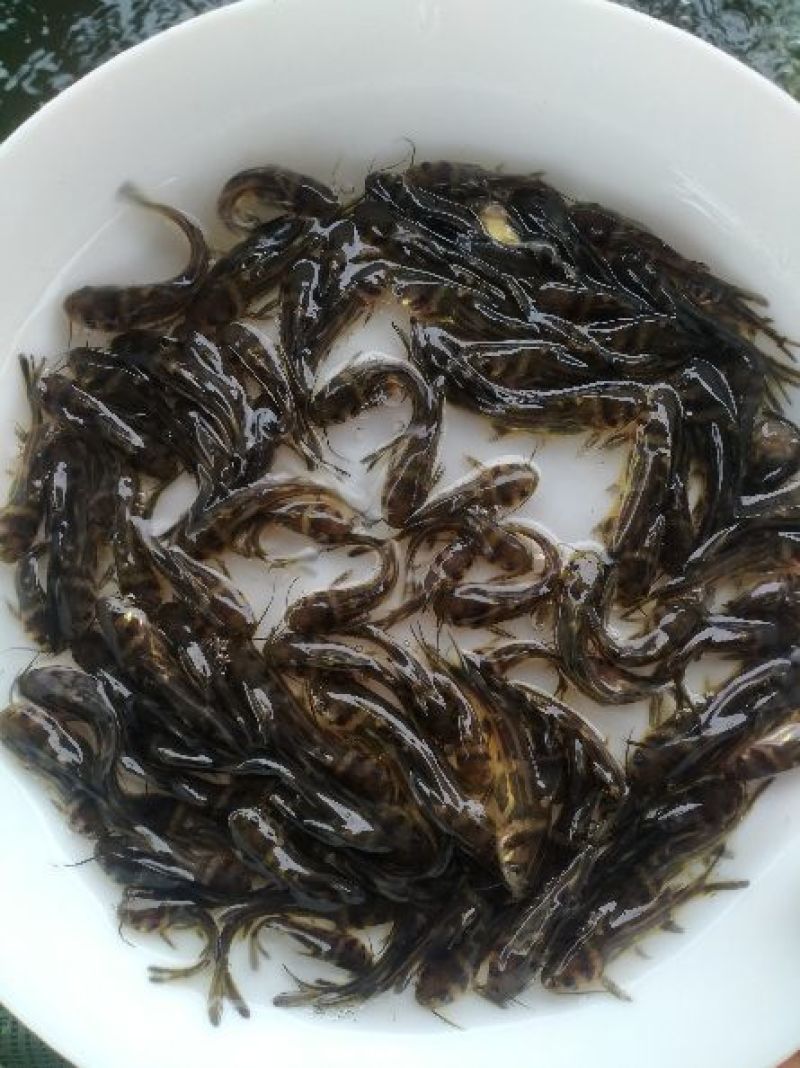 黄骨鱼苗黄颡鱼苗黄辣丁鱼苗渔场鱼塘养殖黄骨鱼