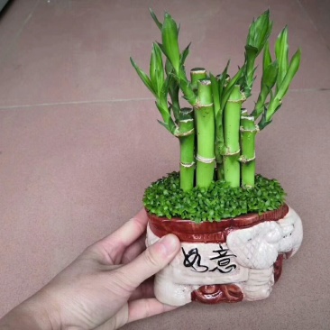 小竹盆栽