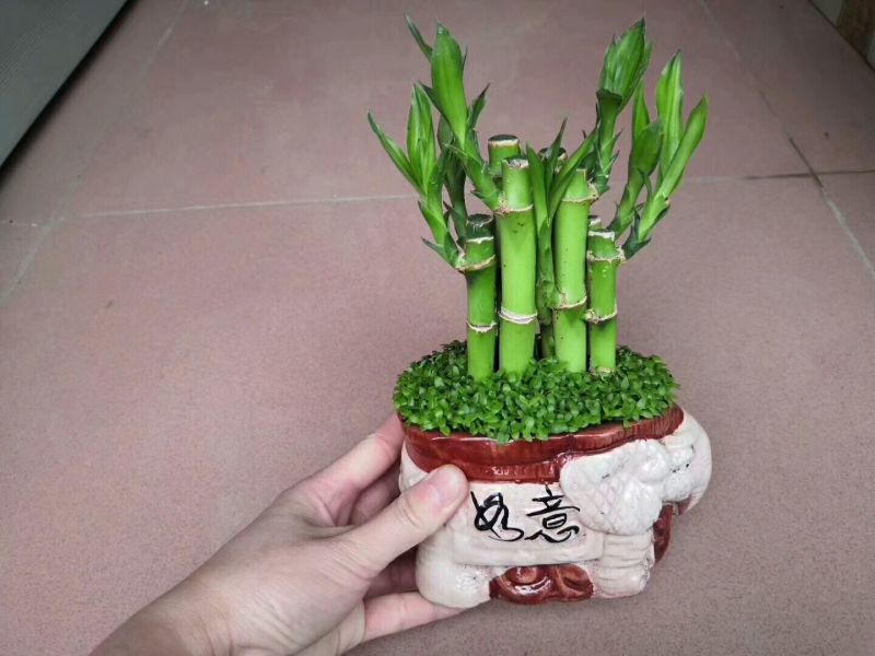 小竹盆栽