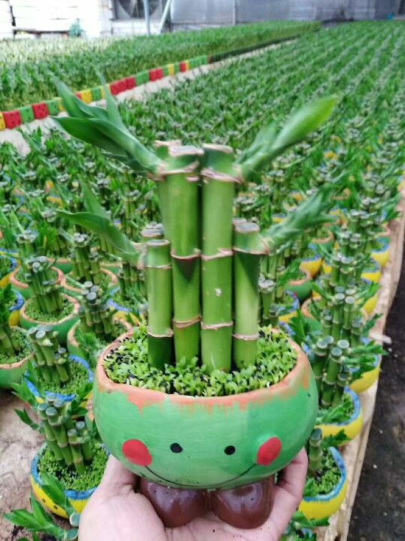 小竹盆栽