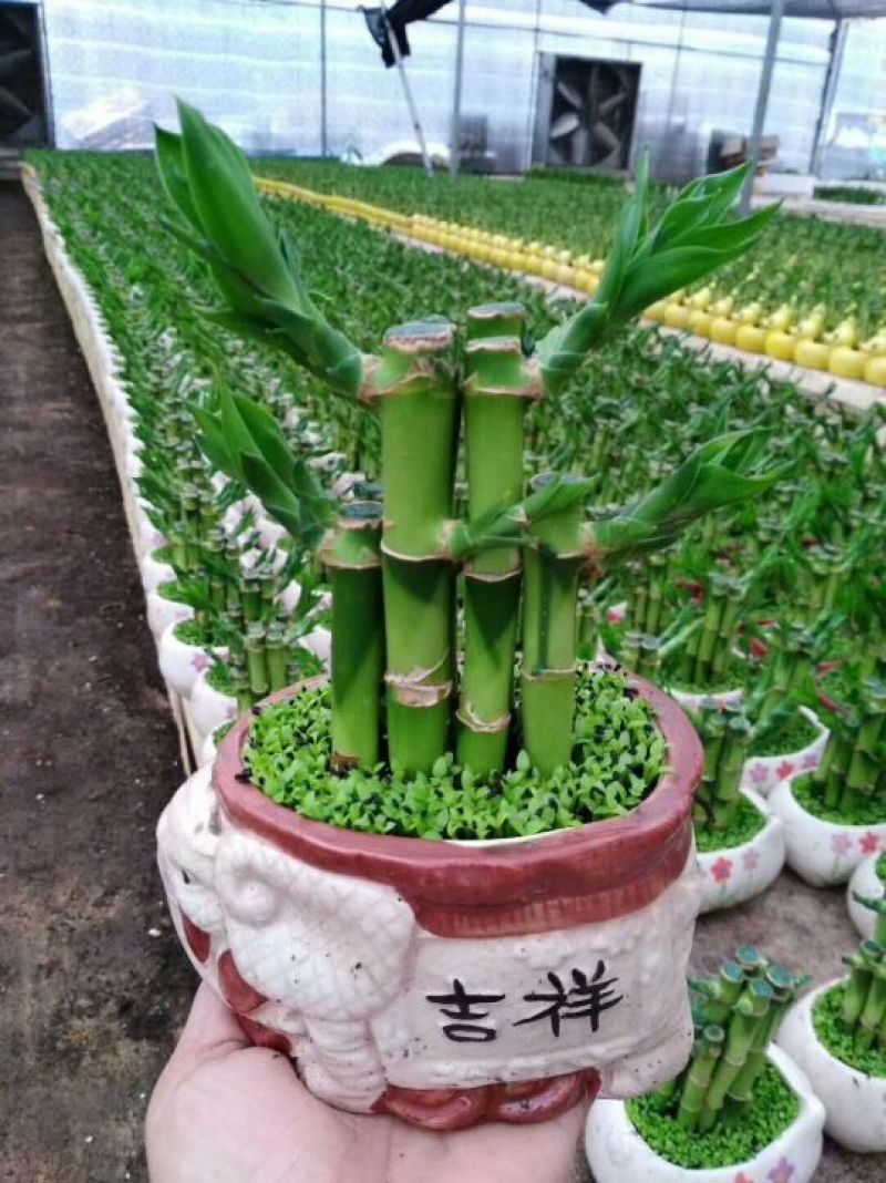 小竹盆栽