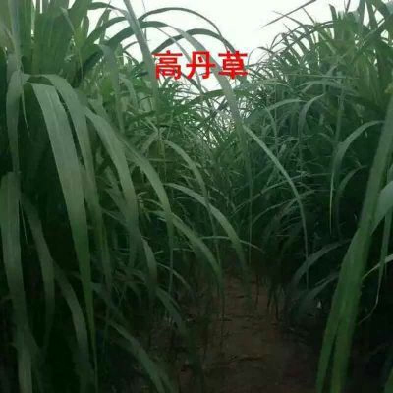 进口高丹草种子