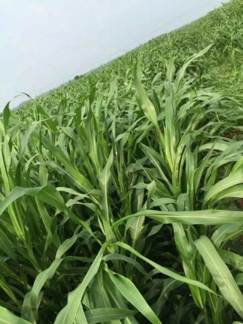 进口墨西哥玉米草种子98%以上