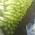 【坏单包赔】绿皮西葫芦精品发货现摘现发供应全国