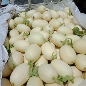 东方蜜甜瓜，鲜瓜保熟，含糖量高，红肉脆甜，1.5斤以上，