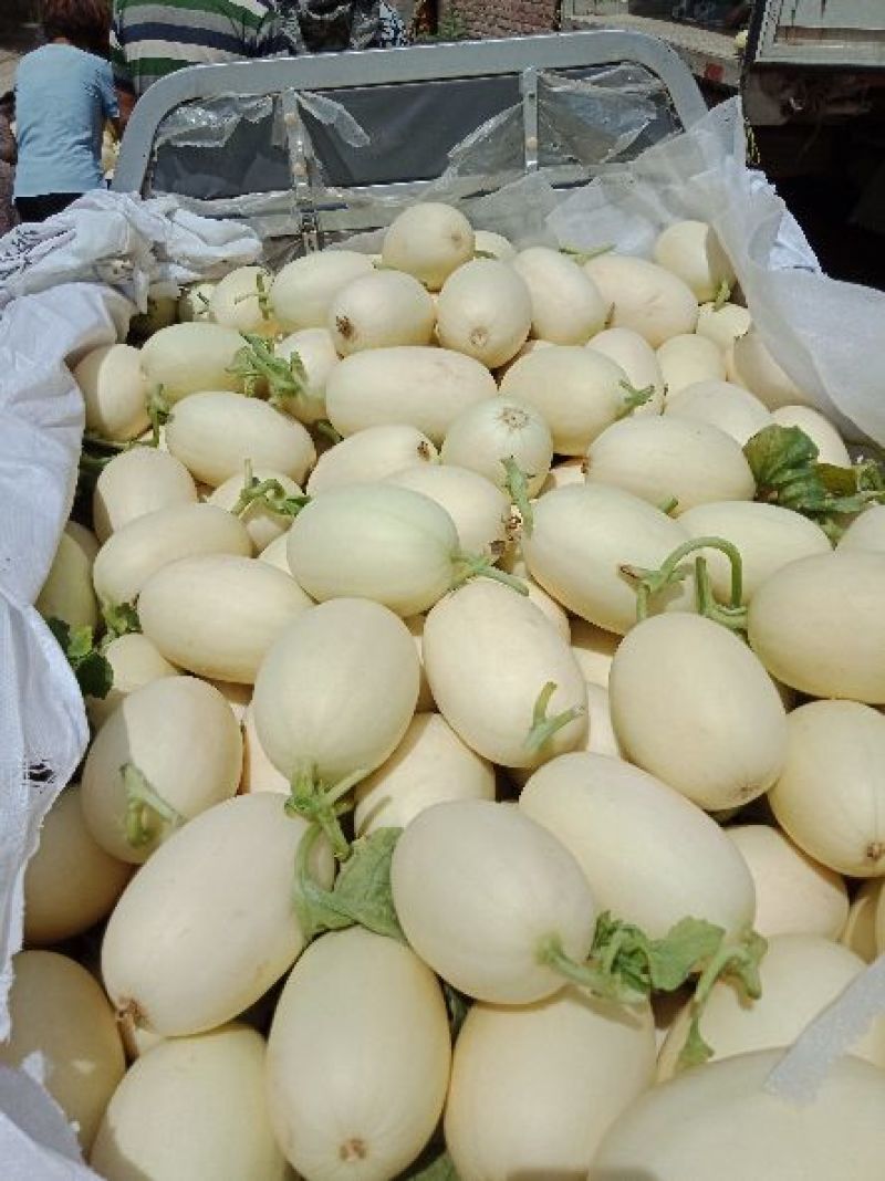 东方蜜甜瓜，鲜瓜保熟，含糖量高，红肉脆甜，1.5斤以上，