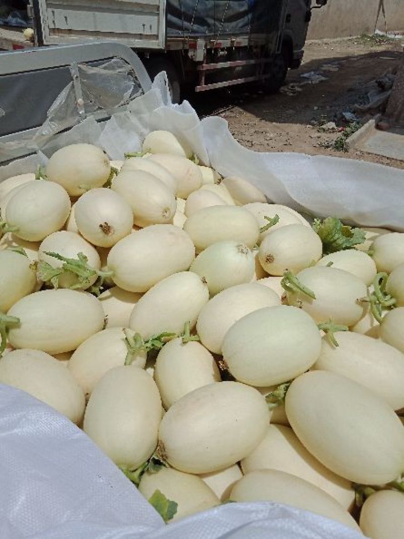 东方蜜甜瓜，鲜瓜保熟，含糖量高，红肉脆甜，1.5斤以上，