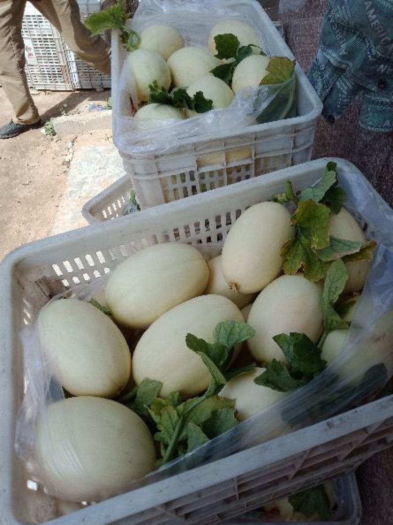 东方蜜甜瓜，鲜瓜保熟，含糖量高，红肉脆甜，1.5斤以上，