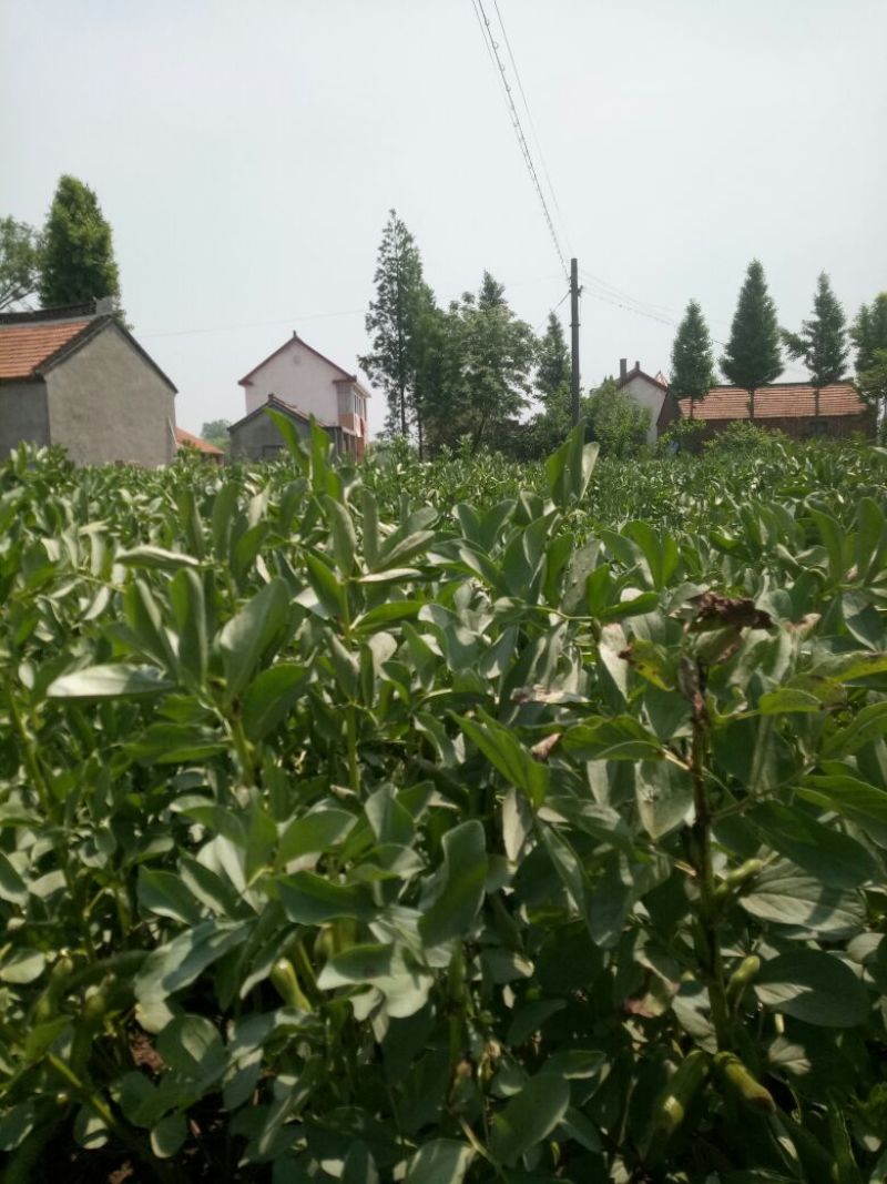 蚕豆