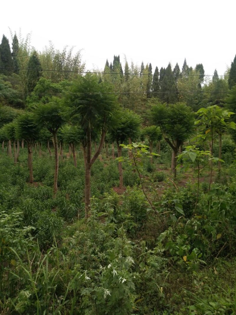 蓝花楹8-25公分的