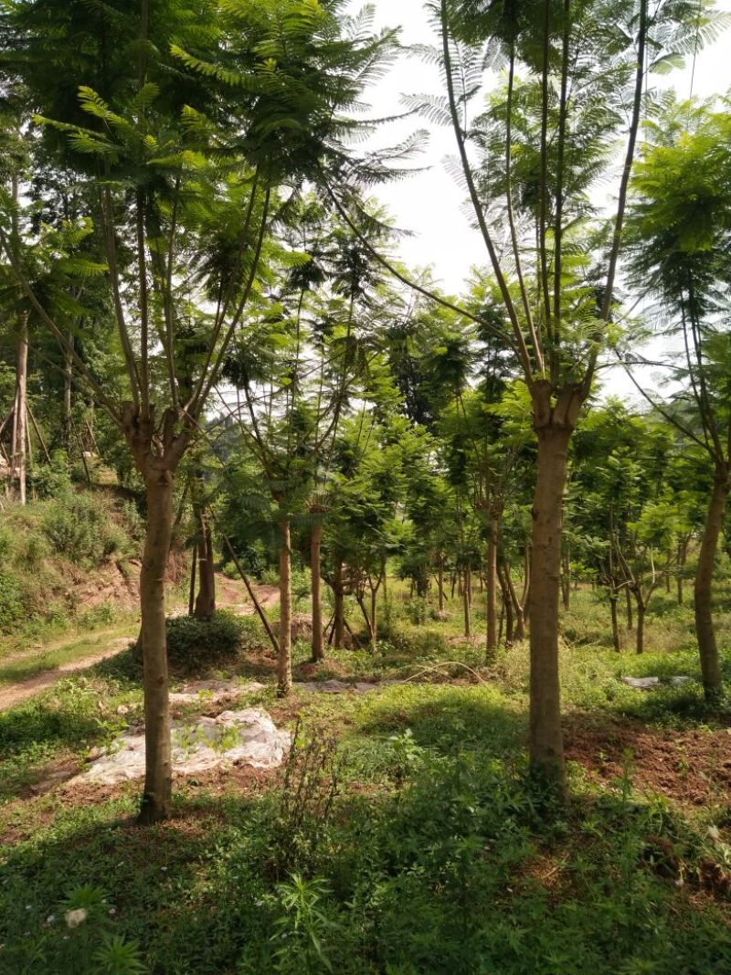 蓝花楹8-25公分的