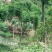 蓝花楹8-25公分的