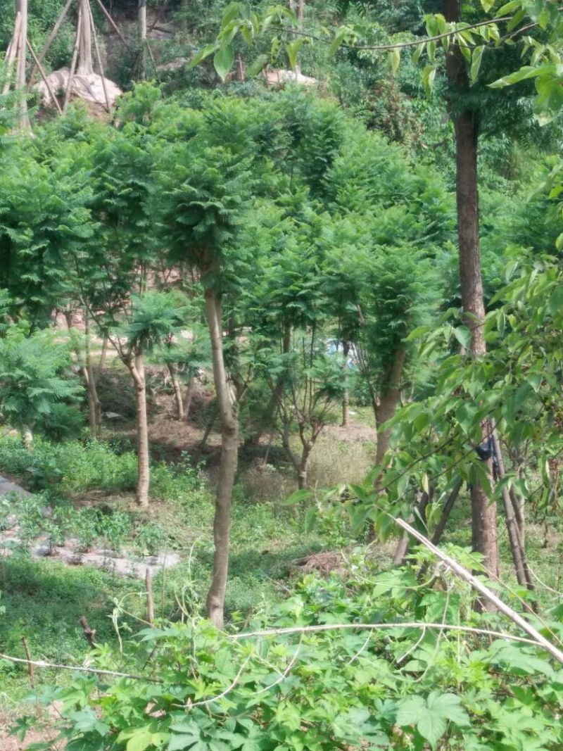 蓝花楹8-25公分的