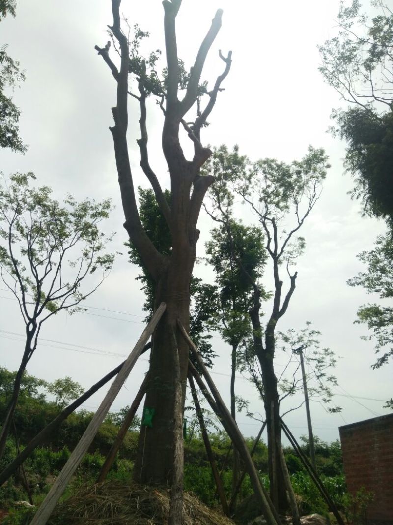 朴树各种规格及树形生熟货