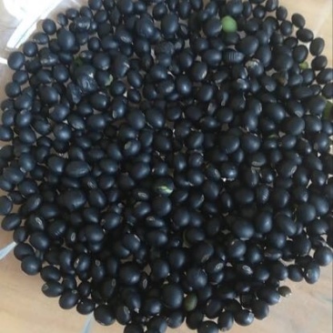 乌皮青仁豆袋装