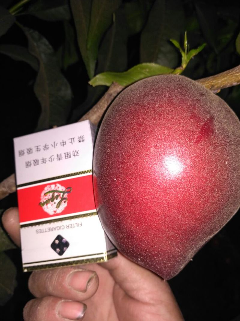 中油4号油桃3两以上