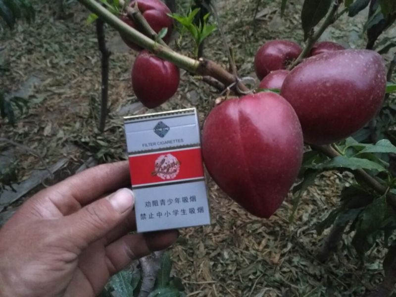 中油4号油桃3两以上