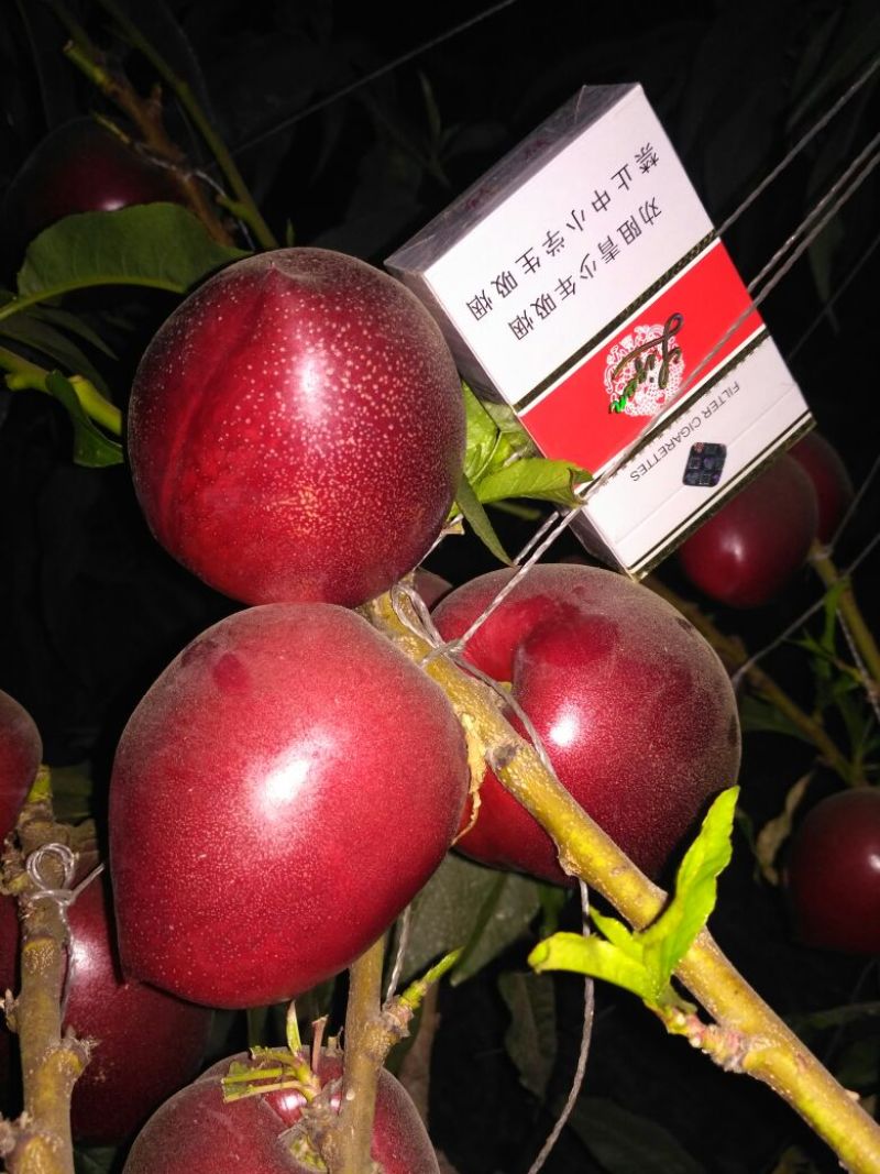 中油4号油桃3两以上