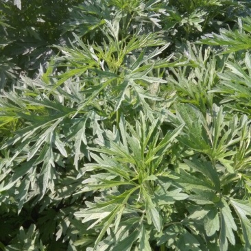 益母草