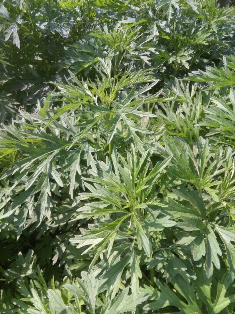 益母草