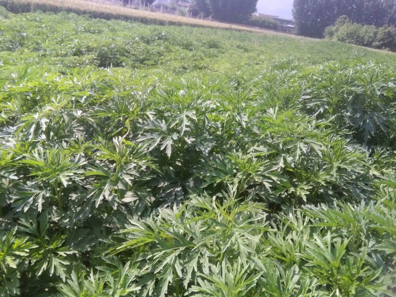 益母草