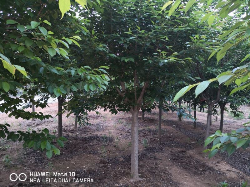 樱花基地供应樱花1一25公分，