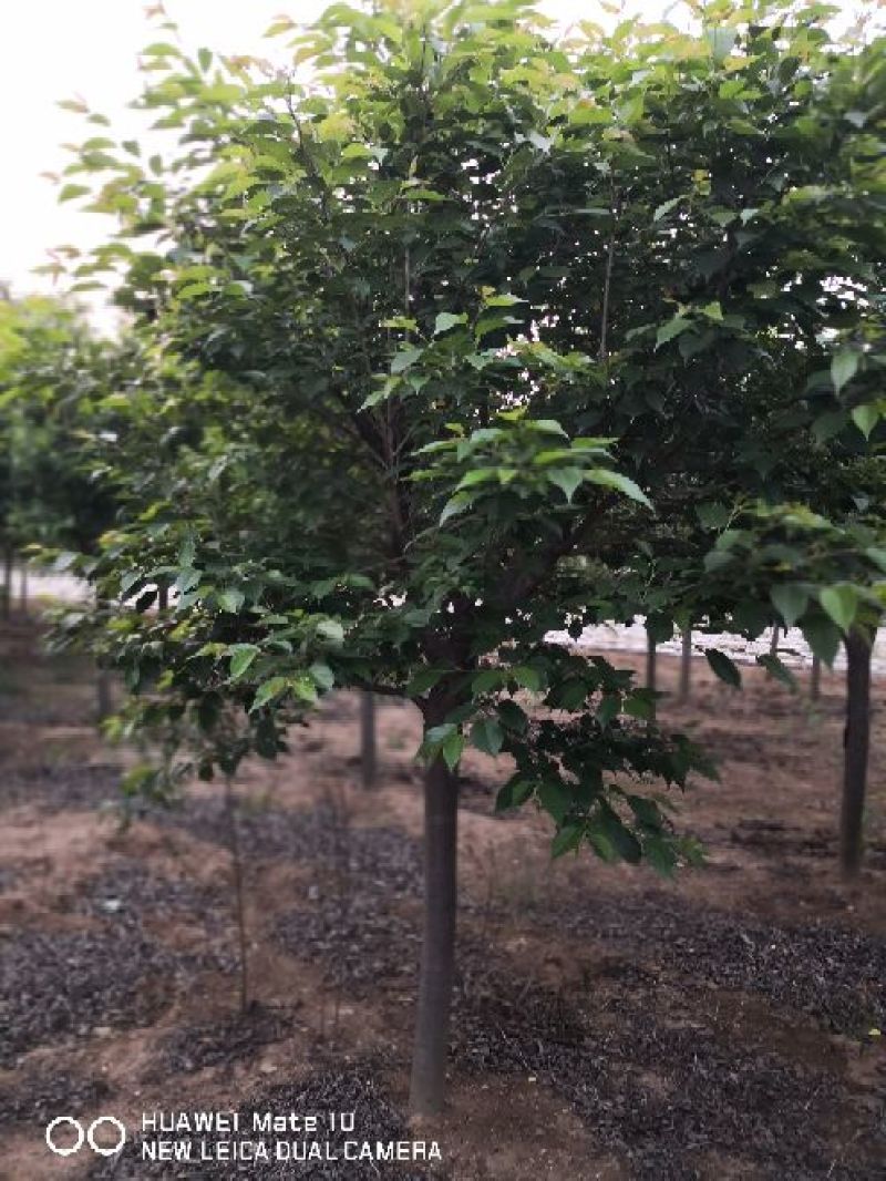 樱花基地供应樱花1一25公分，