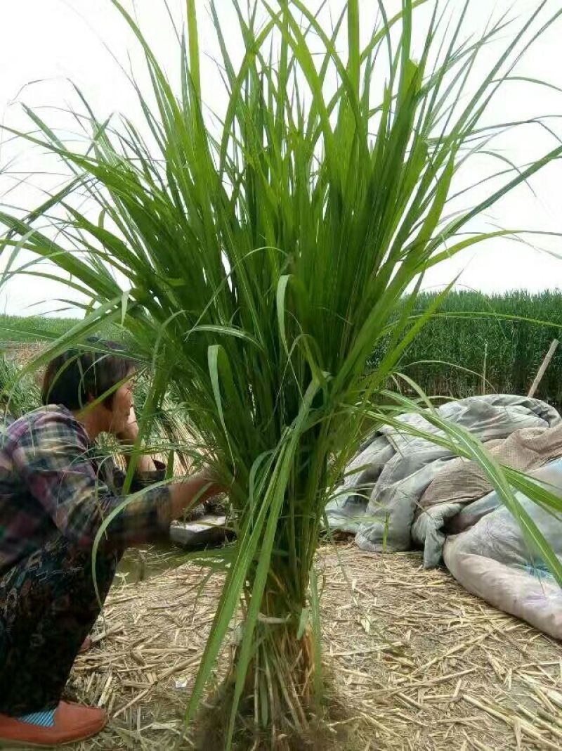 水生植物芦苇苗