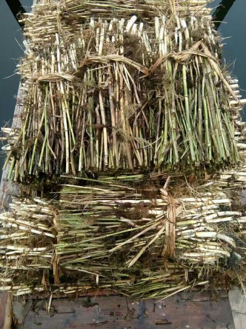 水生植物芦苇苗