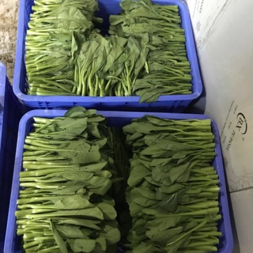 菜苔10~15cm