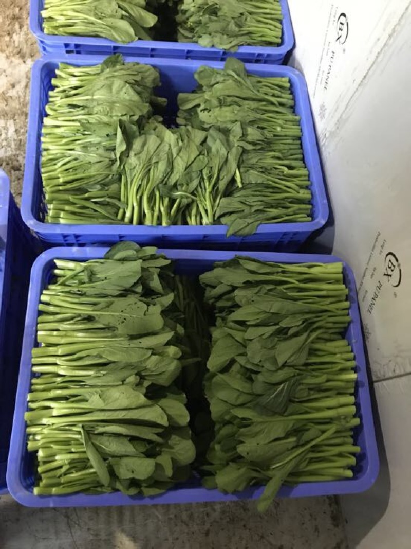 菜苔10~15cm